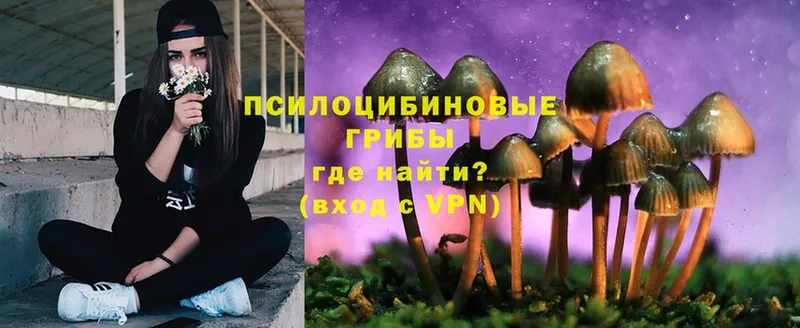 Галлюциногенные грибы Psilocybe  Карачев 